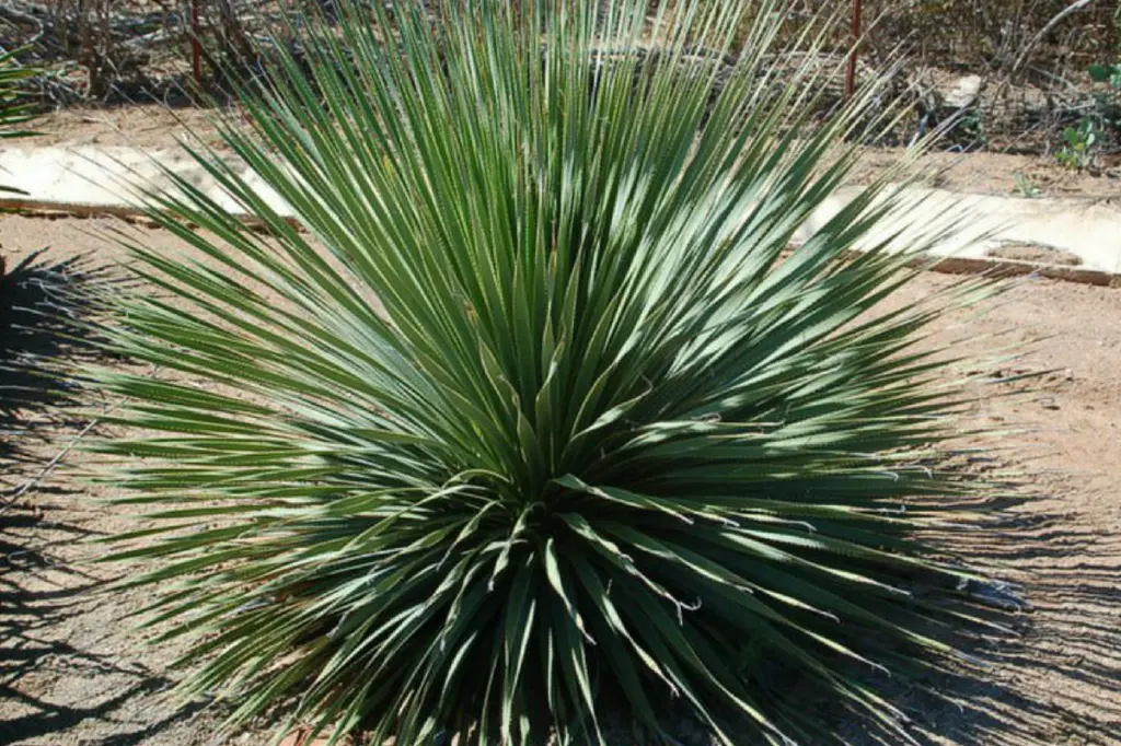 Sotol-del-Desierto.webp