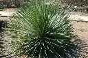 Sotol-del-Desierto.webp