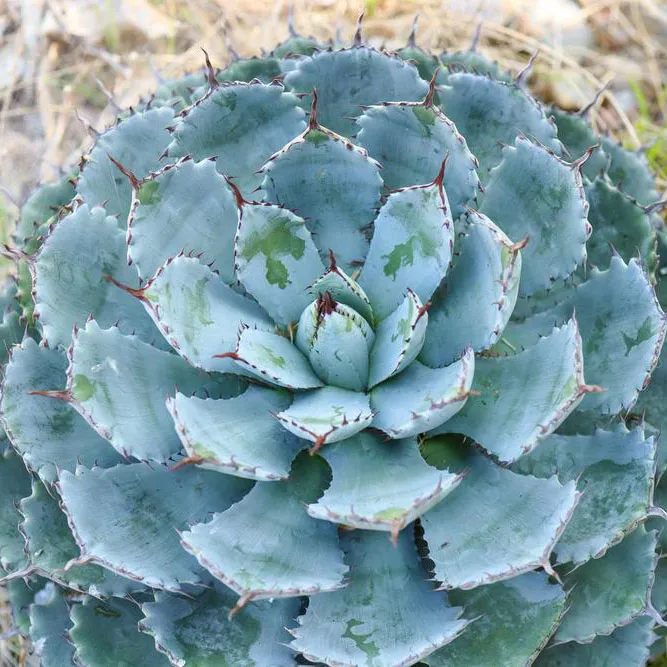 Agave potatorum.webp