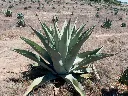 Agave durangensis.webp