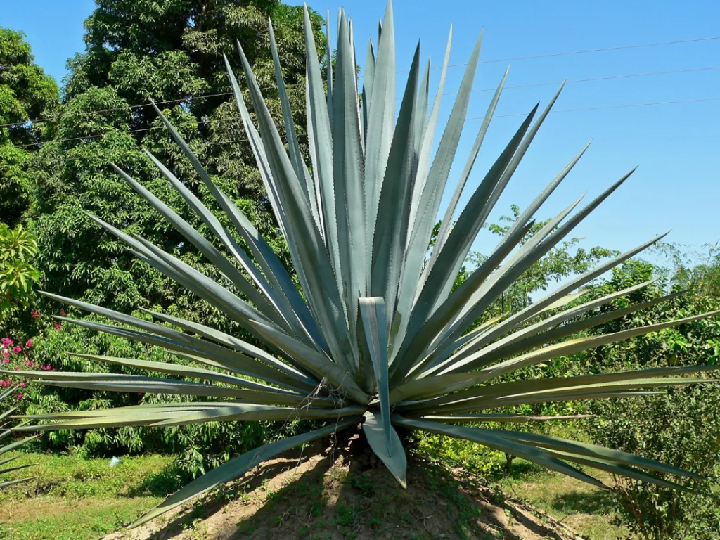 Agave Americana.webp