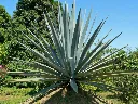 Agave Americana.webp